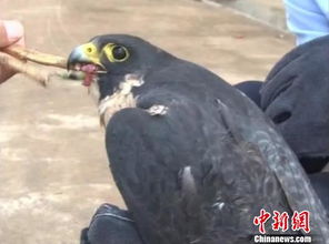 惊现小区怪鸟！叫声如机关枪，居民们纷纷寻求解决方案
