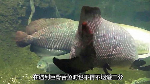 男子匠心独运，家中打造10米长巨骨舌鱼缸，生态家居新风尚