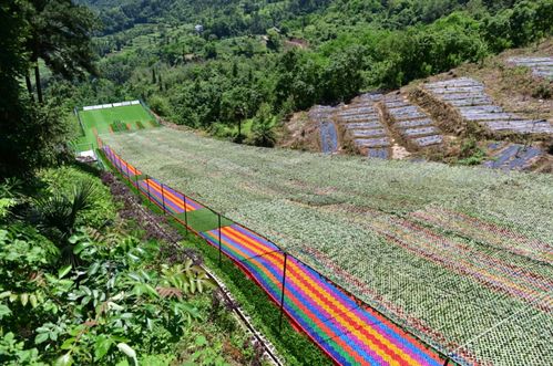 同是法定节假日，为何端午高速不免费？深入解析背后的原因
